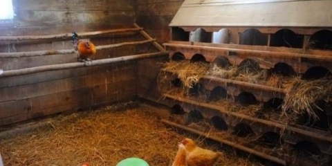 Kako uhvatiti pacova u kokošinjcu